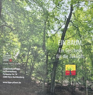 Bild vergr&ouml;&szlig;ern: Zukunftswald